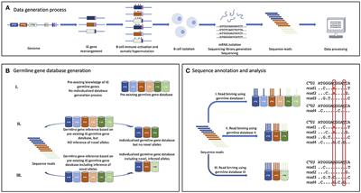 Inferred Allelic Variants of Immunoglobulin Receptor Genes: A System for Their Evaluation, Documentation, and Naming